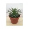 Agave Stricta Nana 1 Agave Stricta Nana -Terrefleurie Boutique 15133