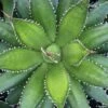 Agave Horrida 1 Agave Horrida -Terrefleurie Boutique AGAVE horrida IF 18988 1