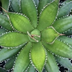 Agave Horrida
