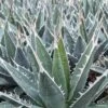 Agave Kerchovei 2 Agave Kerchovei -Terrefleurie Boutique AGAVE kerchovei IF 18989 1