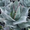 Agave Parrasana - Agave Chou 2 Agave Parrasana - Agave Chou -Terrefleurie Boutique AGAVE parrasana IF 18990 1