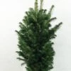 Abies Alba Pyramidalis - Sapin Blanc Nain -Terrefleurie Boutique Abies alba Pyramidalis 606002 1