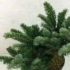 Abies Amabilis Spreading Star - Sapin Gracieux Nain 1 Abies Amabilis Spreading Star - Sapin Gracieux Nain -Terrefleurie Boutique Abies amabilis Spreading Star 607002 1