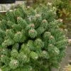 Sapin Nain - Abies Balsamea Piccolo -Terrefleurie Boutique Abies balsamea Piccolo 0609002 1
