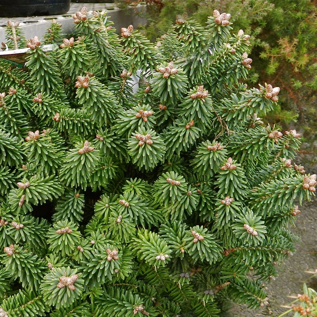 Sapin Nain - Abies Balsamea Piccolo 3 Sapin Nain - Abies Balsamea Piccolo