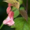 Abutilon Pink Charm -Terrefleurie Boutique Abutilon Pink Charm V 18700 1