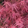 Erable Du Japon - Acer Palmatum Red Pygmy 1 Erable Du Japon - Acer Palmatum Red Pygmy -Terrefleurie Boutique Acer palmatum Red Pygmy 83922 1