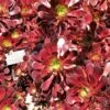 Aeonium Arboreum Garnet - Aeonium En Arbre 2 Aeonium Arboreum Garnet - Aeonium En Arbre -Terrefleurie Boutique Aeonium arboreum Garnet Aeonium en arbre LD 18016 1