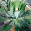 Agave Parryi Neomexicana 1 Agave Parryi Neomexicana -Terrefleurie Boutique Agave parryi neomexicana 83226 1