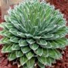 Agave Victoriae Reginae - Agave De La Reine Victoria 2 Agave Victoriae Reginae - Agave De La Reine Victoria -Terrefleurie Boutique Agave victoriae reginae 83232 1