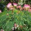 Albizia Julibrissin Rosea - Arbre à Soie Rose -Terrefleurie Boutique Albizia julibrissin Rosea 87575 1