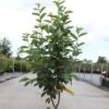 Amelanchier Canadensis Rainbow Pillar -Terrefleurie Boutique Amelanchier canadensis RAINBOW PILLAR 83941 1