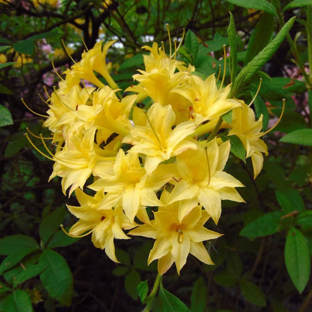Azalée De Chine Narcissiflora - Azalea (x) Luteum 3 Azalée De Chine Narcissiflora - Azalea (x) Luteum