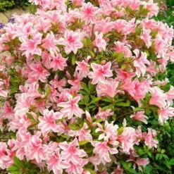 Azalée Japonaise Melle - Rhododendron Hybride
