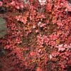 Berberis Thunbergii Fireball - Epine-vinette -Terrefleurie Boutique Berberis thunbergii Fireball 781669 1