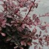Berberis Thunbergii Rosy Glow -Terrefleurie Boutique Berberis thunbergii Rosy glow 7516 1