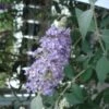 Buddleia Lochinch - Arbre Aux Papillons -Terrefleurie Boutique Buddleia Lochinch 80059 1
