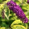 Buddleia Davidii Santana - Arbre à Papillons Panaché 2 Buddleia Davidii Santana - Arbre à Papillons Panaché -Terrefleurie Boutique Buddleia davidii Santana 87573 1