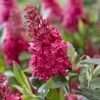 Buddleja Davidii Butterfly Candy Little Ruby - Arbre Aux Papillons Nain 1 Buddleja Davidii Butterfly Candy Little Ruby - Arbre Aux Papillons Nain -Terrefleurie Boutique Buddleja Butterfly Candy Little Ruby copyright 17556 1