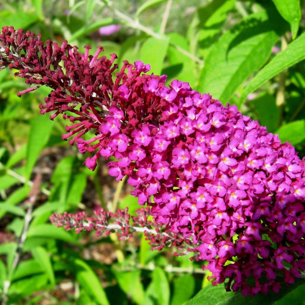 Buddleja Davidii Sugar Plum - Arbre Aux Papillons 3 Buddleja Davidii Sugar Plum - Arbre Aux Papillons