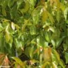 Camphrier - Cinnamomum Camphora