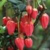 Crinodendron Hookerianum - Arbre Aux Lanternes -Terrefleurie Boutique CRINODENDRON HOOKERIANUM 781681 1