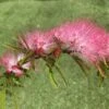 Calliandra Surinamensis Dixie Pink - Arbre Aux Houpettes 1 Calliandra Surinamensis Dixie Pink - Arbre Aux Houpettes -Terrefleurie Boutique Calliandra surinamensis Dixie Pink IF 17247 1