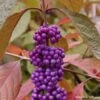 Callicarpa Bodinieri Imperial Pearl -Terrefleurie Boutique Callicarpa Imperial Pearl 82633 1