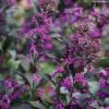 Callicarpa Bodinieri Pearl Glam 2 Callicarpa Bodinieri Pearl Glam -Terrefleurie Boutique Callicarpa bodinieri Pearl Glam IF 189770 1