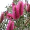 Callistemon Citrinus Mauve Mist - Rince Bouteille -Terrefleurie Boutique Callistemon citrinus Mauve Mist 87064 1