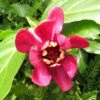 Calycanthus Raulstonii Aphrodite - Arbre Aux Anémones. -Terrefleurie Boutique Calycanthus raulstonii Aphrodite 83978 1