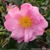 Camélia D'automne - Camellia Sasanqua Plantation Pink 2 Camélia D'automne - Camellia Sasanqua Plantation Pink -Terrefleurie Boutique Camelia Plantation Pink 7985 1