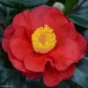 Camélia San Dimas - Camellia Japonica 1 Camélia San Dimas - Camellia Japonica -Terrefleurie Boutique Camelia San dimas Camellia japonica 82558 1