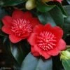 Camelia Bob's Tinsie - Camellia Japonica 2 Camelia Bob's Tinsie - Camellia Japonica -Terrefleurie Boutique Camellia Bob s Tinsie 85273 1