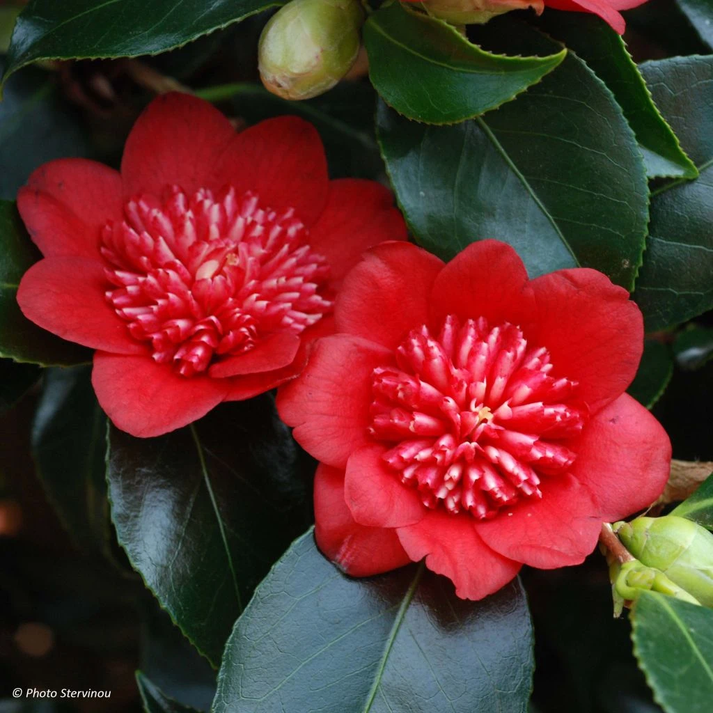 Camelia Bob's Tinsie - Camellia Japonica 3 Camelia Bob's Tinsie - Camellia Japonica