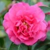 Camelia Fiesta Grande - Camellia (x) Reticulata -Terrefleurie Boutique Camellia Fiesta Grande 85276 1