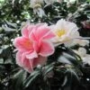 Camélia Lady Vansittart - Camellia Japonica