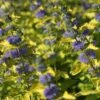 Caryopteris Hint Of Gold -Terrefleurie Boutique Caryopteris Hint of Gold 85033 1