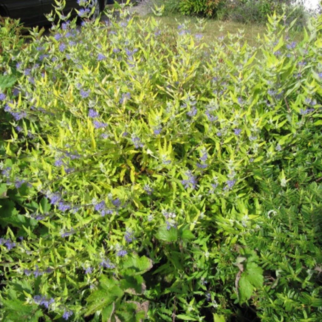Caryopteris Worcester Gold - Spirée Bleue, Barbe-bleue 3 Caryopteris Worcester Gold - Spirée Bleue, Barbe-bleue