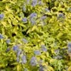 Caryopteris Incana Sunshine Blue - Barbe-bleue, Spirée Bleue -Terrefleurie Boutique Caryopteris incana Sunshine Blue 781571 1