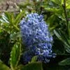 Céanothe Burkwoodii -Terrefleurie Boutique Ceanothus Burkwoodii 87736 1