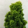 Chamaecyparis Obtusa Aurora - Faux Cyprès Hinoki Du Japon Nain -Terrefleurie Boutique Chamaecyparis obtusa Aurora 626002 1