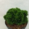 Faux Cyprès Du Japon - Chamaecyparis Obtusa Juniperoides -Terrefleurie Boutique Chamaecyparis obtusa Juniperoides 630002 1