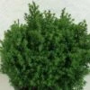 Chamaecyparis Obtusa Wissel - Faux Cyprès Hinoki Du Japon -Terrefleurie Boutique Chamaecyparis obtusa Wissel 637002 1