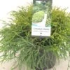 Chamaecyparis Pisifera Filifera Nana - Cyprès Sawara -Terrefleurie Boutique Chamaecyparis pisifera Filifera Nana 640002 1