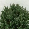 Chamaecyparis Thyoides Blue Rock 2 Chamaecyparis Thyoides Blue Rock -Terrefleurie Boutique Chamaecyparis thyoides Versent Blue Rock 648002 1