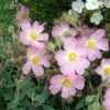 Ciste Silver Pink - Cistus Argenteus -Terrefleurie Boutique Cistus silver pink 87806 1