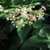 Arbre Du Clergé Fargesii - Clerodendrum Trichotomum Fargesii 1 Arbre Du Clergé Fargesii - Clerodendrum Trichotomum Fargesii -Terrefleurie Boutique Clerodendrum trichotomum Fargesii 87578 1