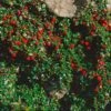Cotoneaster Procumbens Streibs Findling - Cotonéaster Rampant 1 Cotoneaster Procumbens Streibs Findling - Cotonéaster Rampant -Terrefleurie Boutique Cotoneaster procumbens Streibs Findling 87474 1