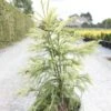 Cryptomeria Japonica Sekkan Sugi